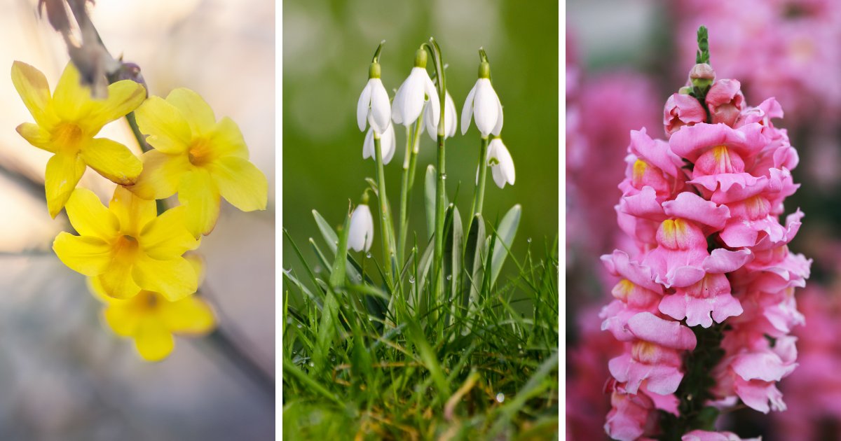 Winter Flowers