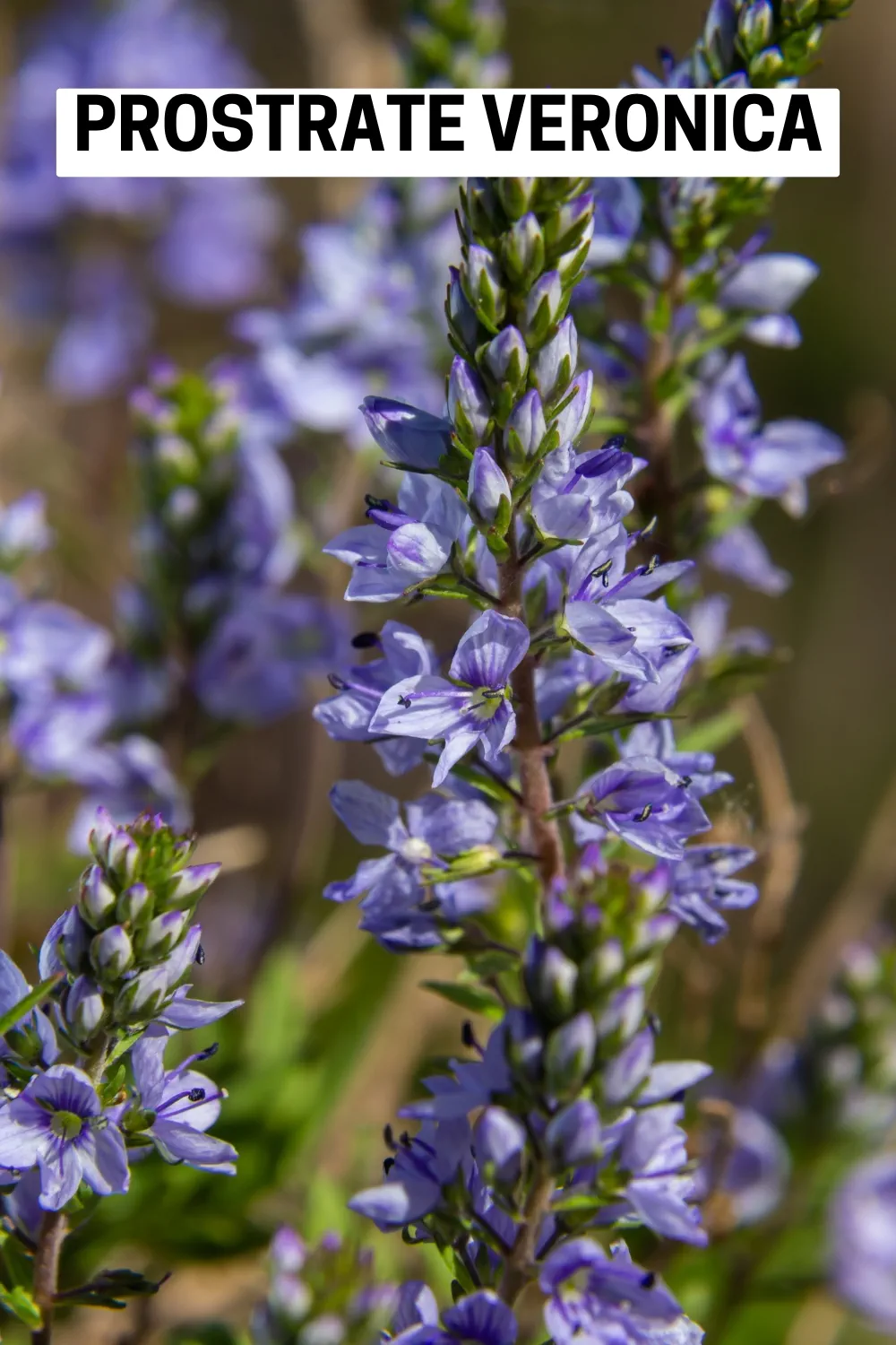 Ground Cover Plants 1 - Prostrate Veronica