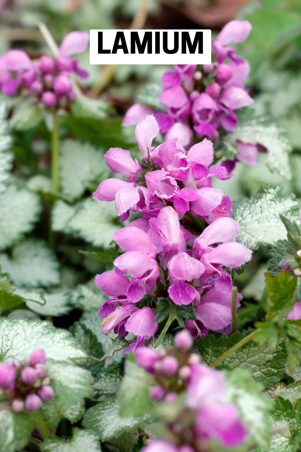 Ground Cover Plants 10 - Lamium