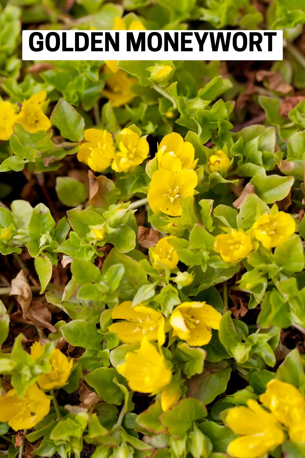 Ground Cover Plants 12 - Golden Moneywort