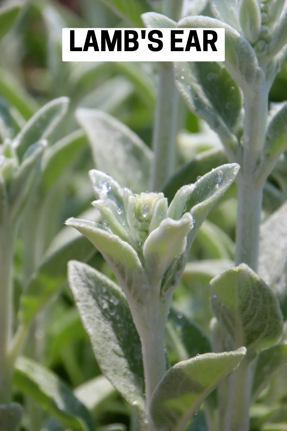 Ground Cover Plants 13 - Lamb's Ear