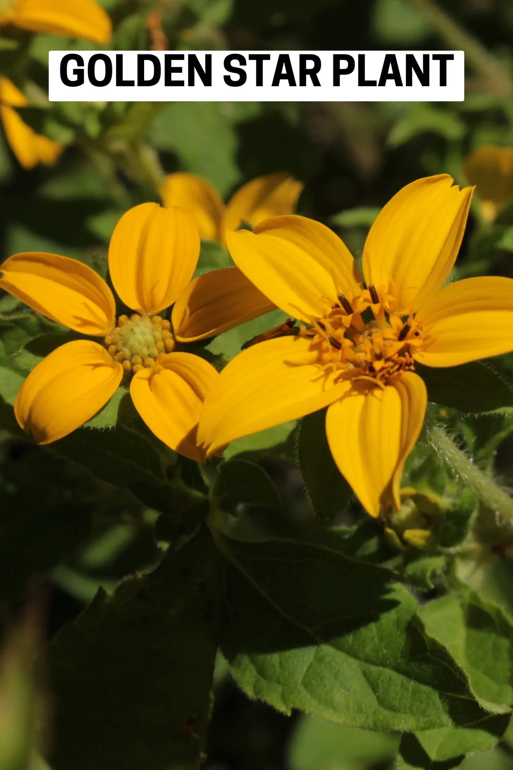 Ground Cover Plants 14 - Golden Star Plant