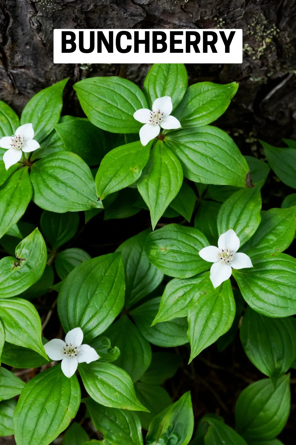 Ground Cover Plants 15 - Bunchberry