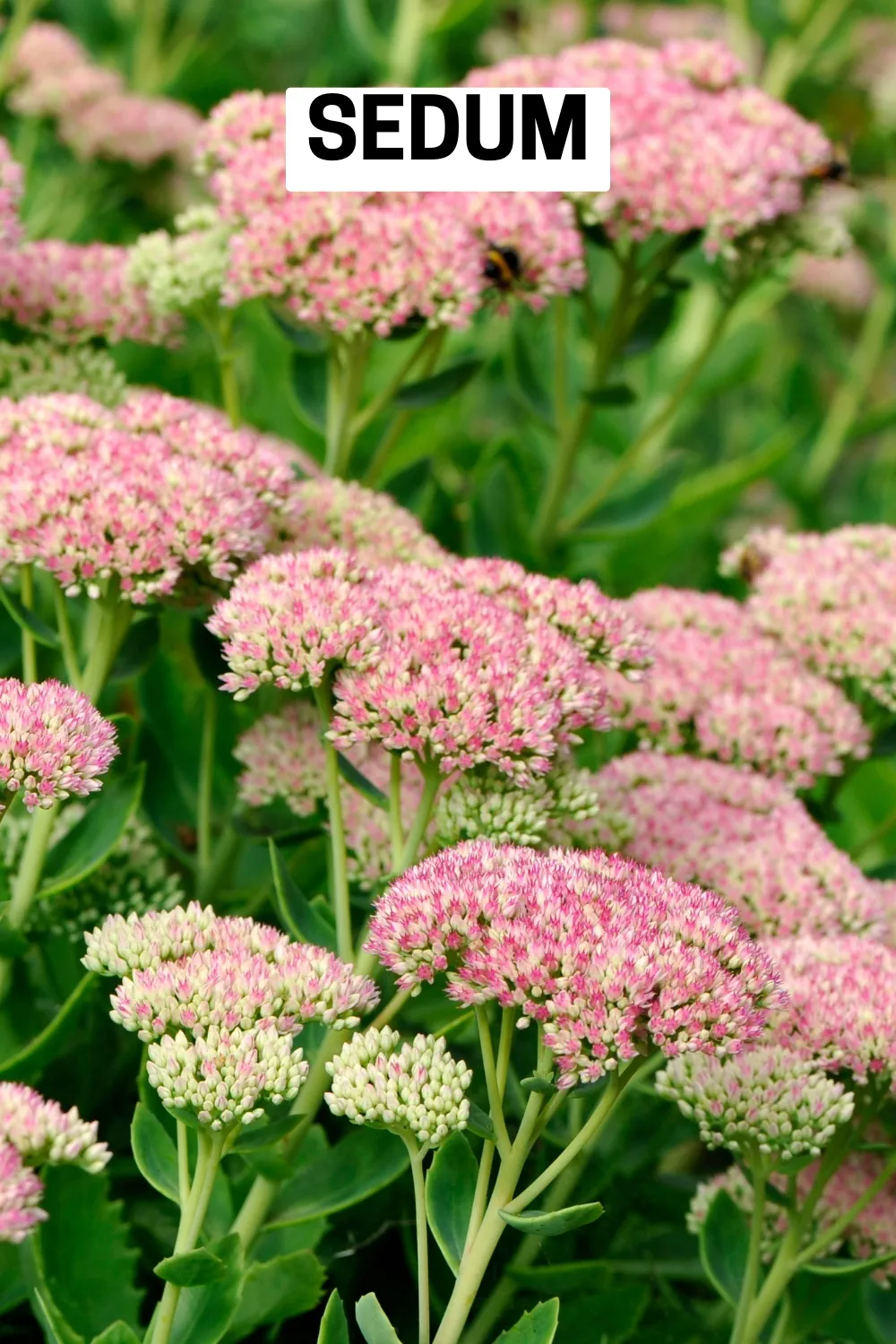 Ground Cover Plants 16 - Sedum