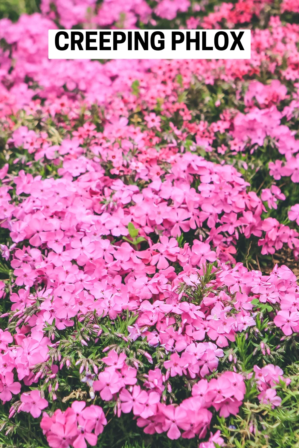 Ground Cover Plants 17 - Creeping Phlox