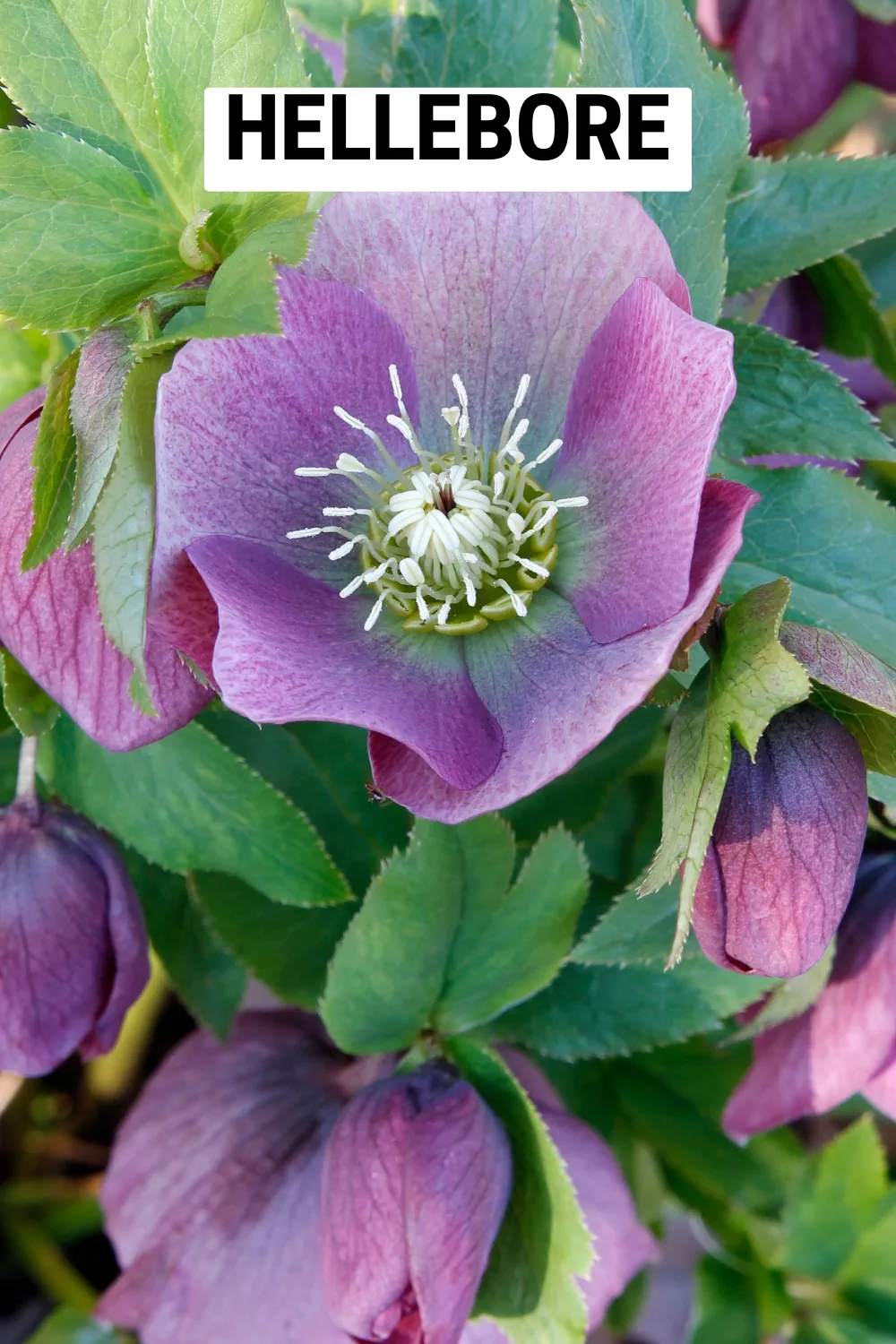 Ground Cover Plants 18 - Hellebore