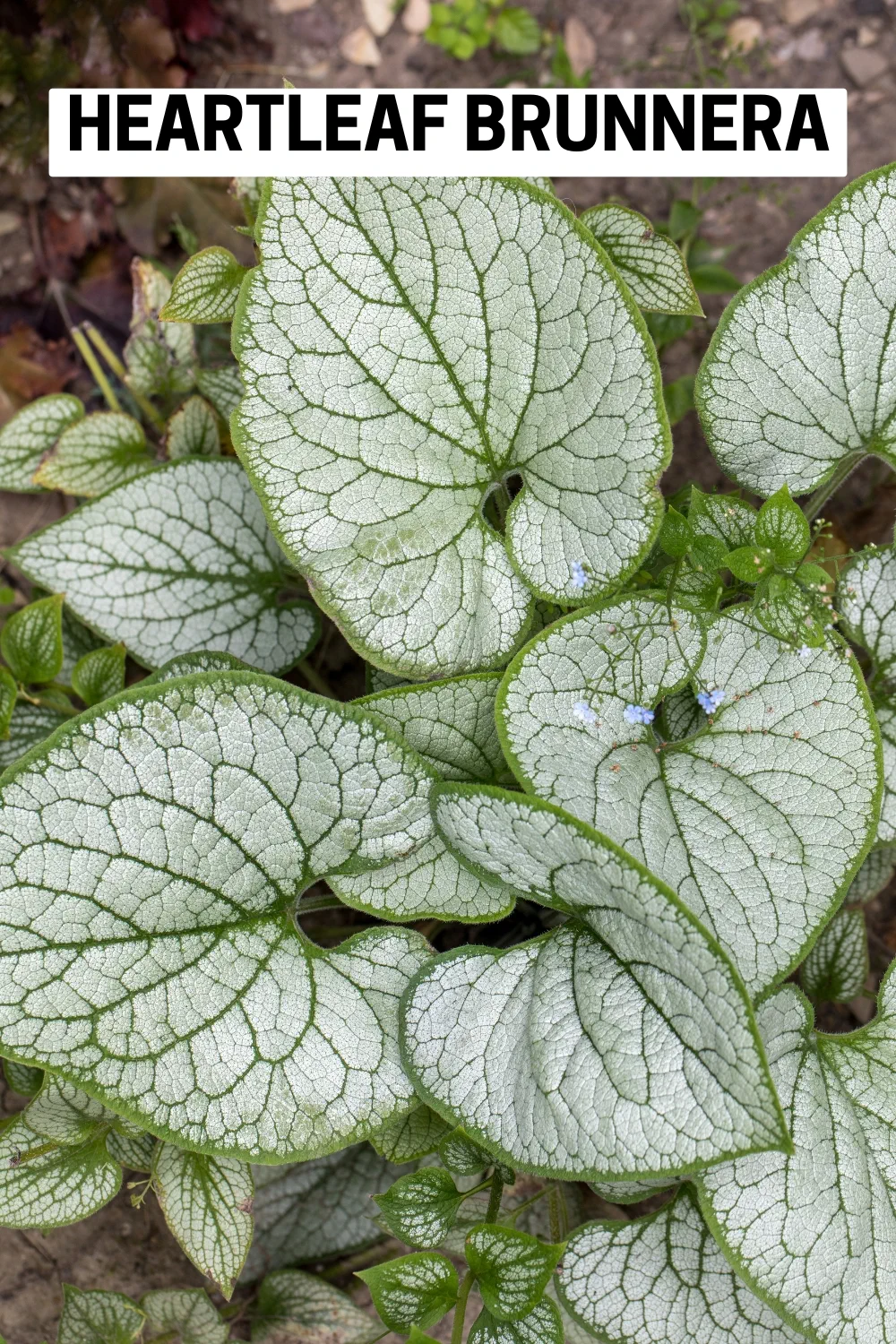 Ground Cover Plants 19 - Heartleaf Brunnera