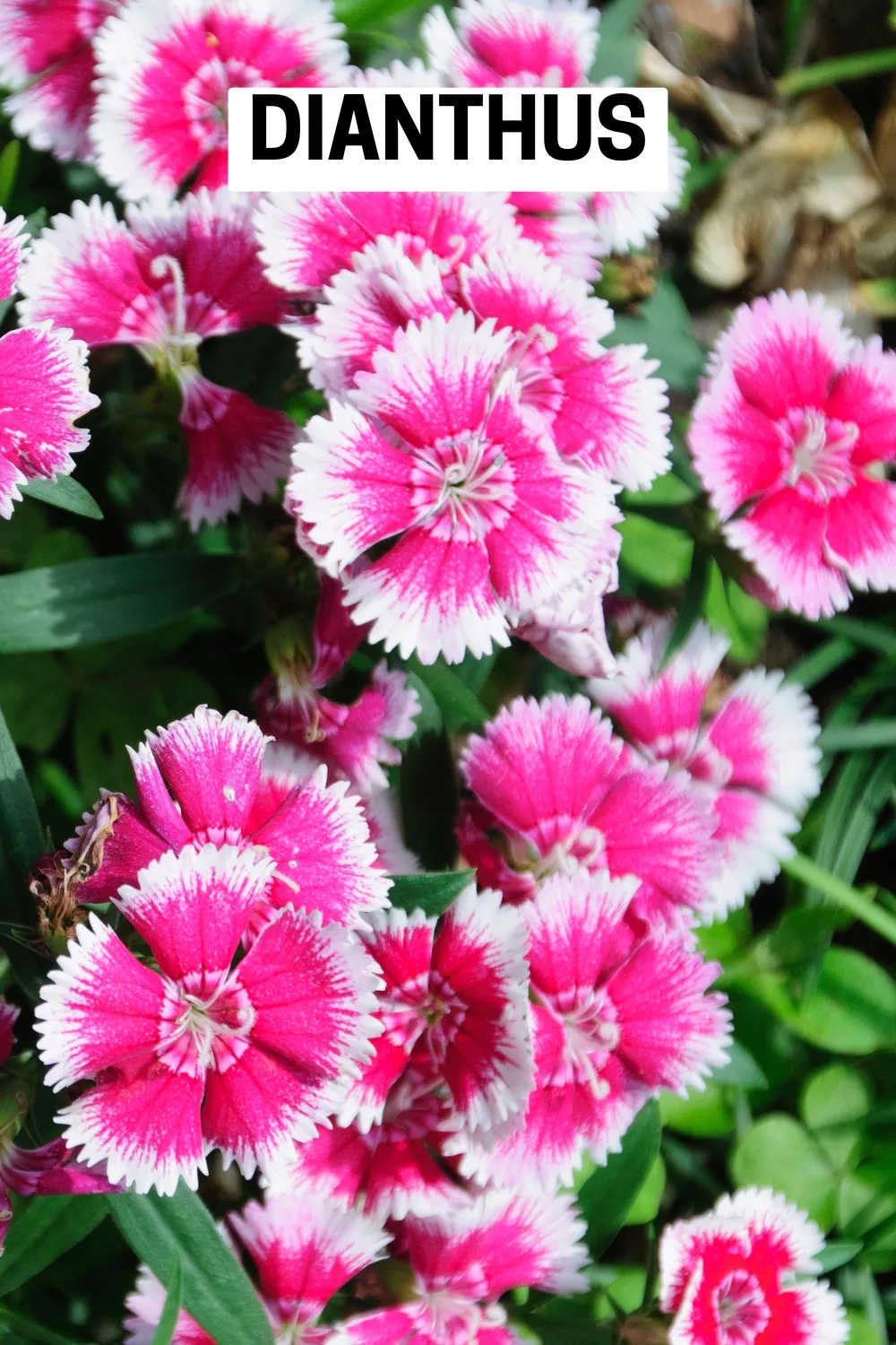 Ground Cover Plants 2 - Dianthus