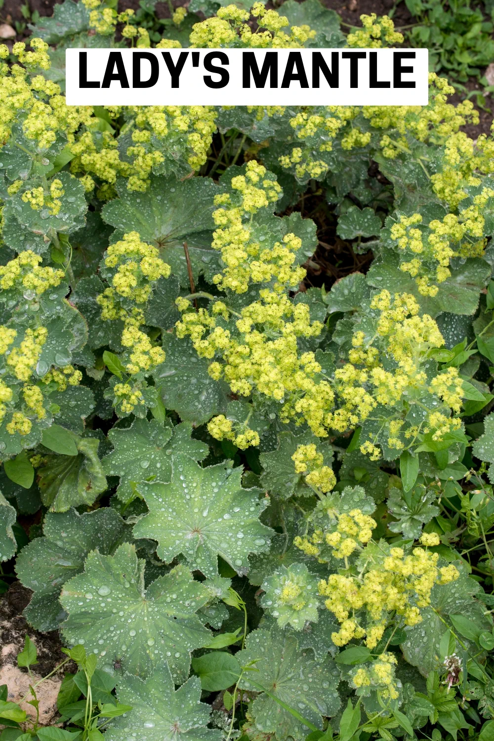 Ground Cover Plants 20 - Lady's Mantle