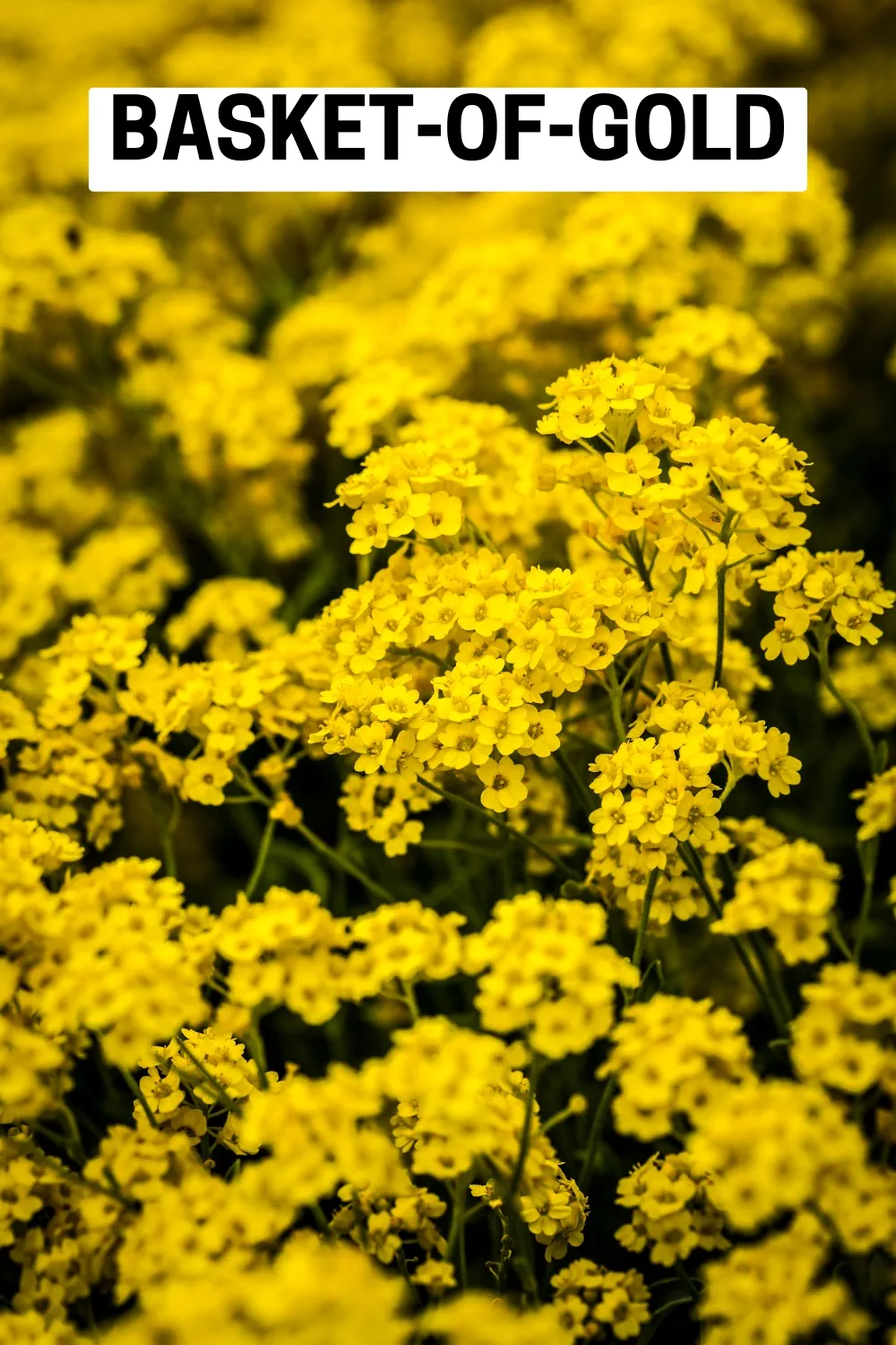 Ground Cover Plants 21 - Basket-of-Gold