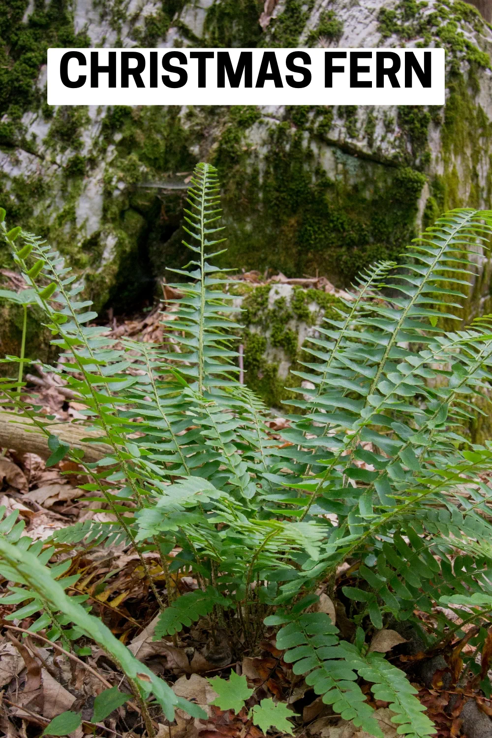 Ground Cover Plants 22 - Christmas Fern