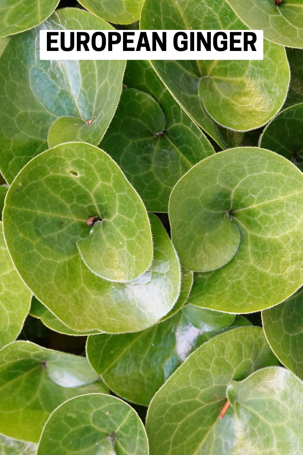 Ground Cover Plants 23 - European Ginger