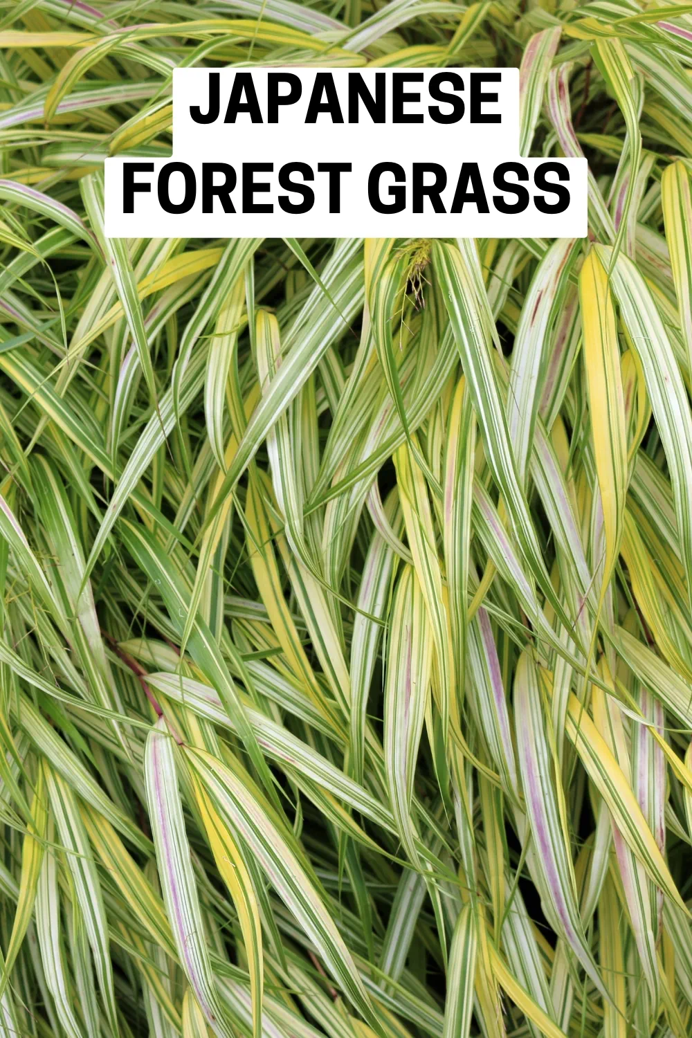 Ground Cover Plants 24 - Japanese Forest Grass