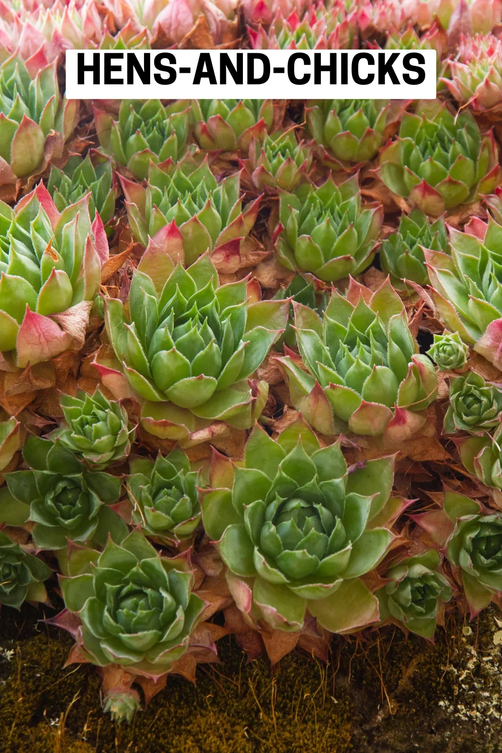 Ground Cover Plants 26 - Hens-and-Chicks