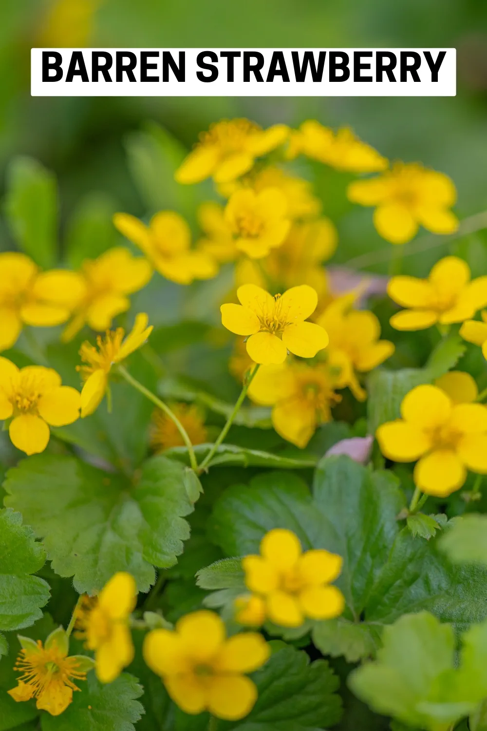 Ground Cover Plants 27 - Barren Strawberry