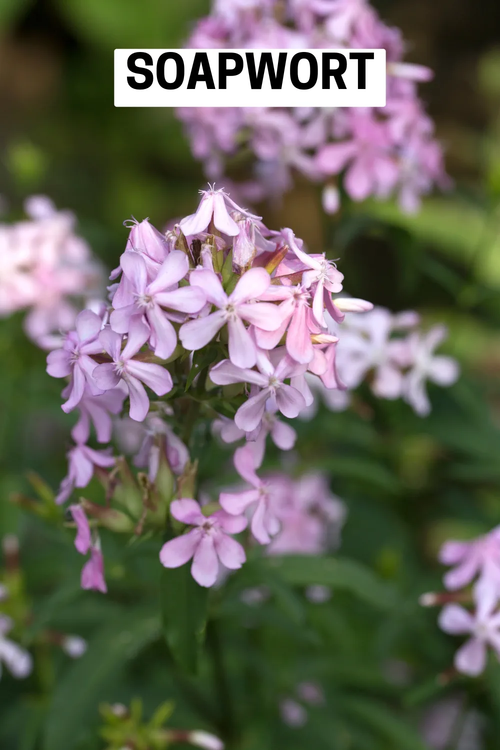 Ground Cover Plants 29 - Soapwort