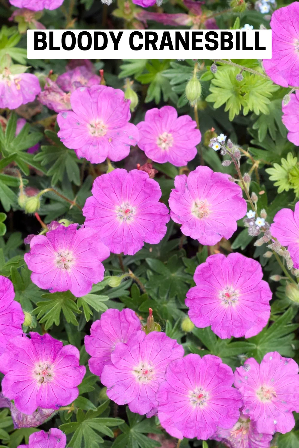 Ground Cover Plants 3 - Bloody Cranesbill