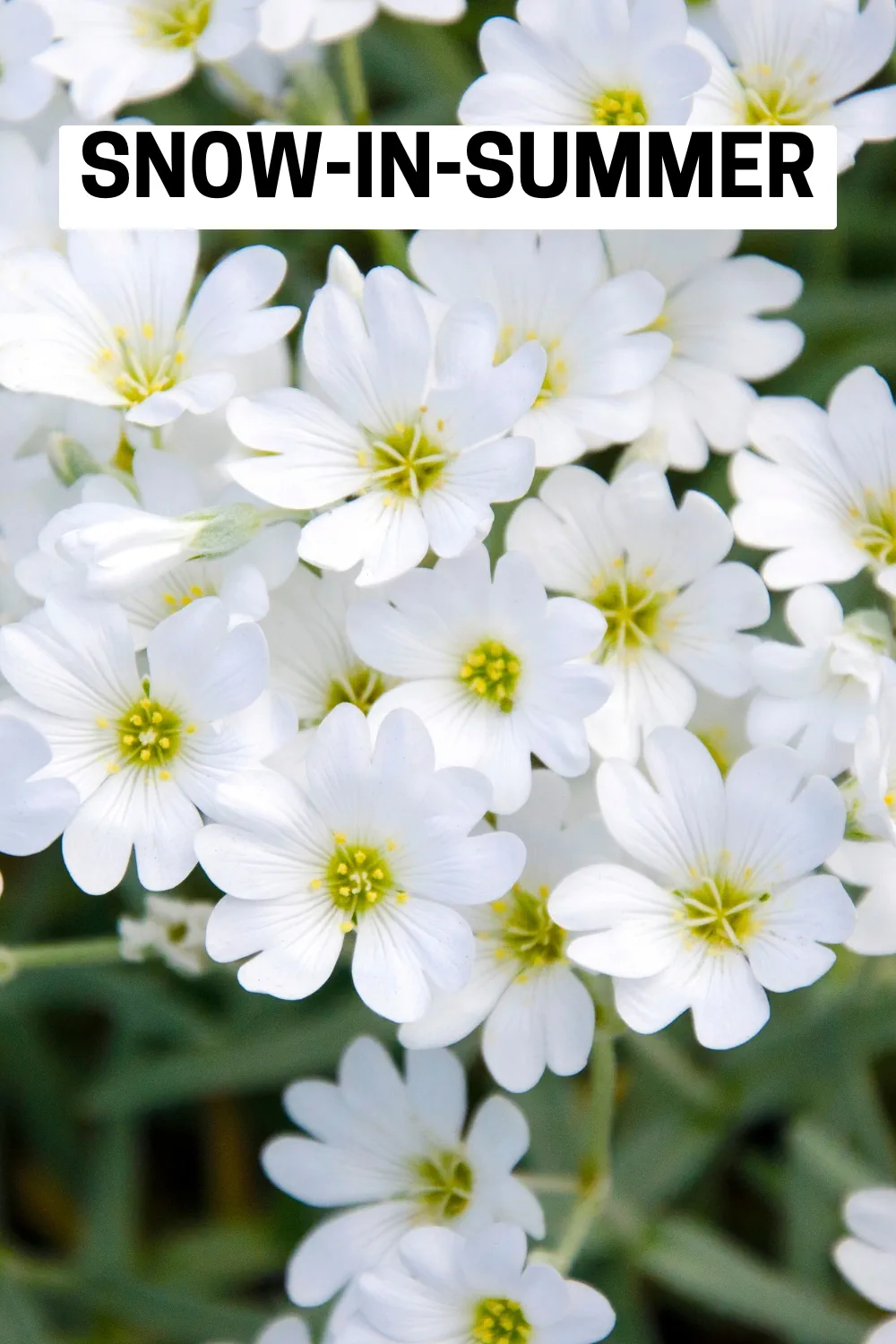 Ground Cover Plants 30 - Snow-in-Summer