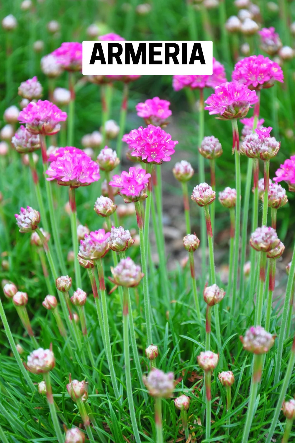 Ground Cover Plants 31 - Armeria