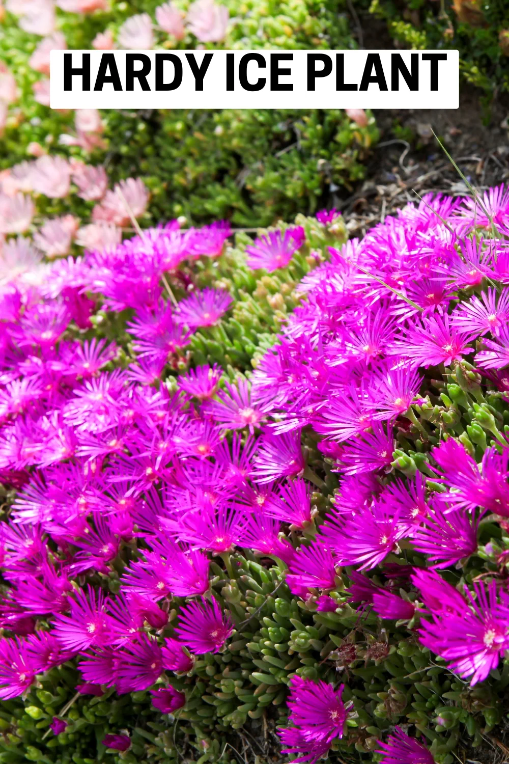 Ground Cover Plants 4 - Hardy Ice Plant