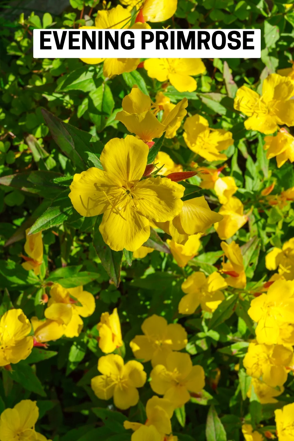 Ground Cover Plants 5 - Evening Primrose