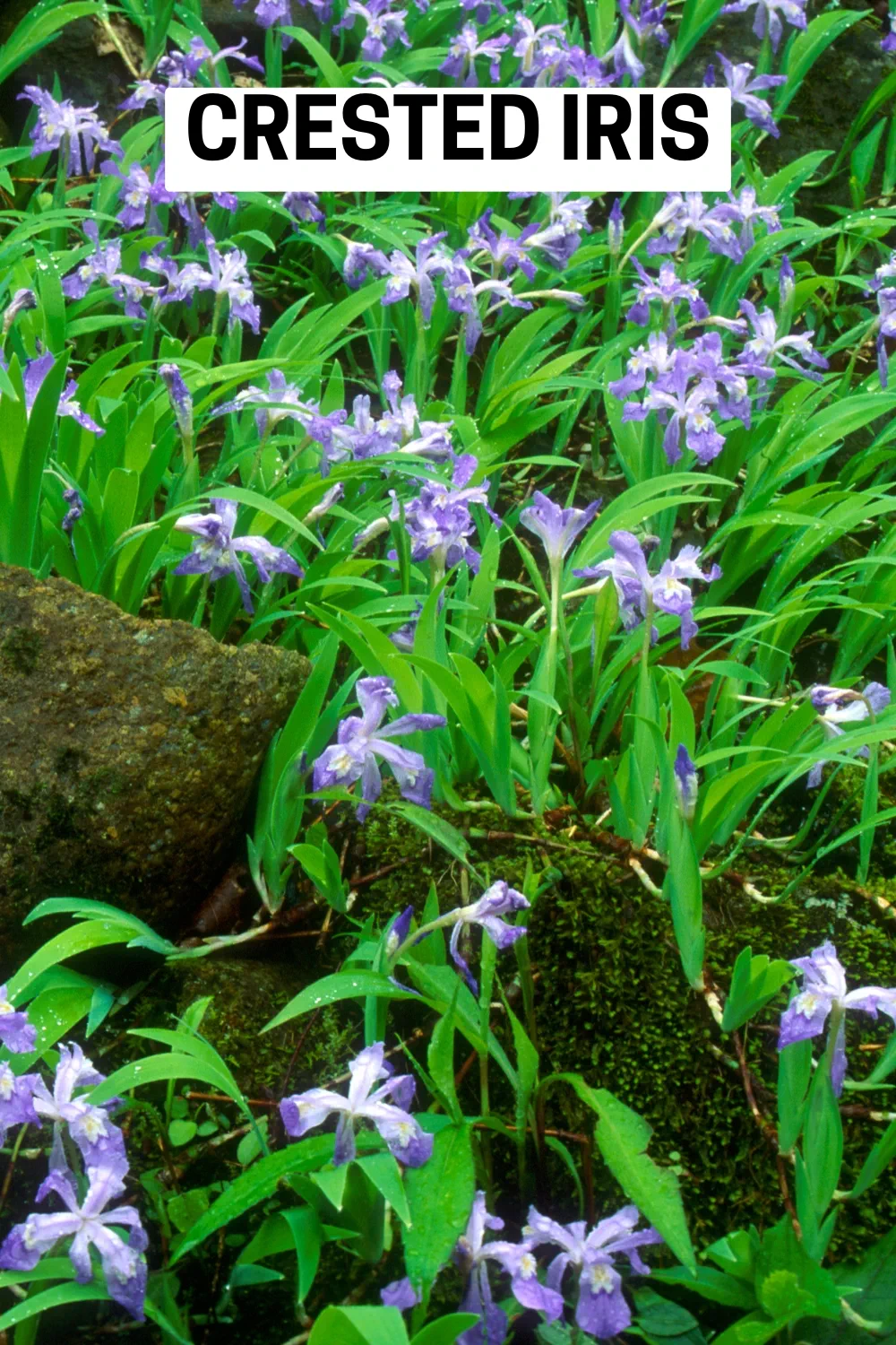 Ground Cover Plants 6 - Crested Iris