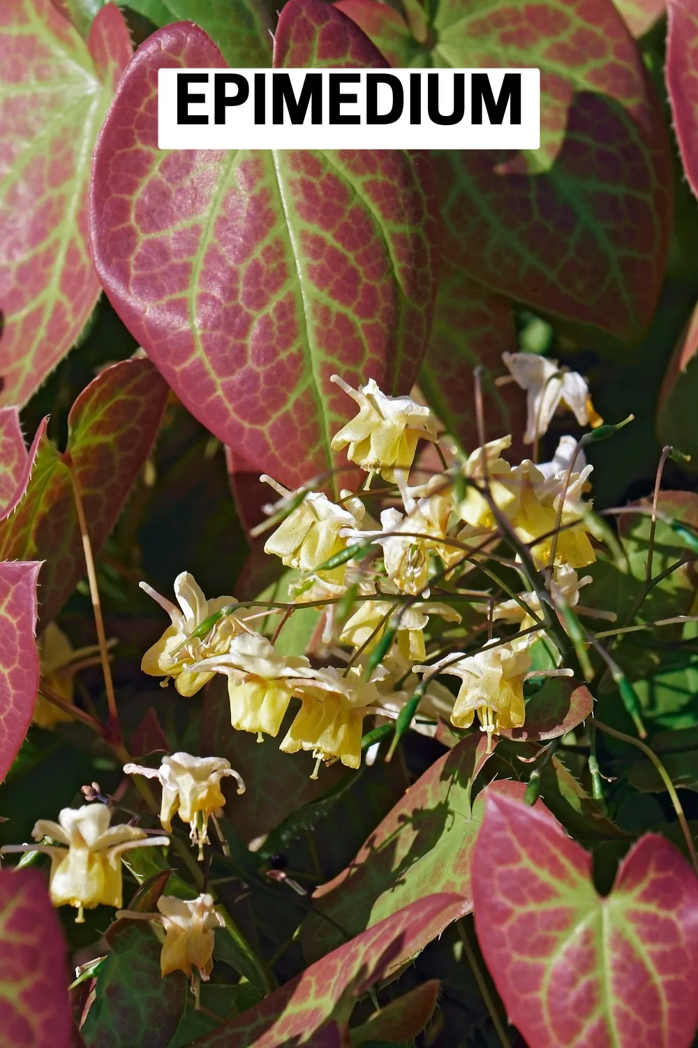 Ground Cover Plants 7 - Epimedium