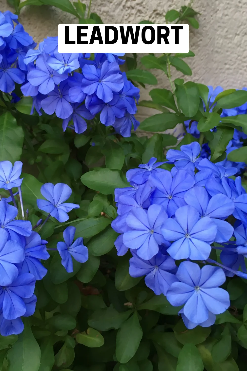 Ground Cover Plants 9 - Leadwort