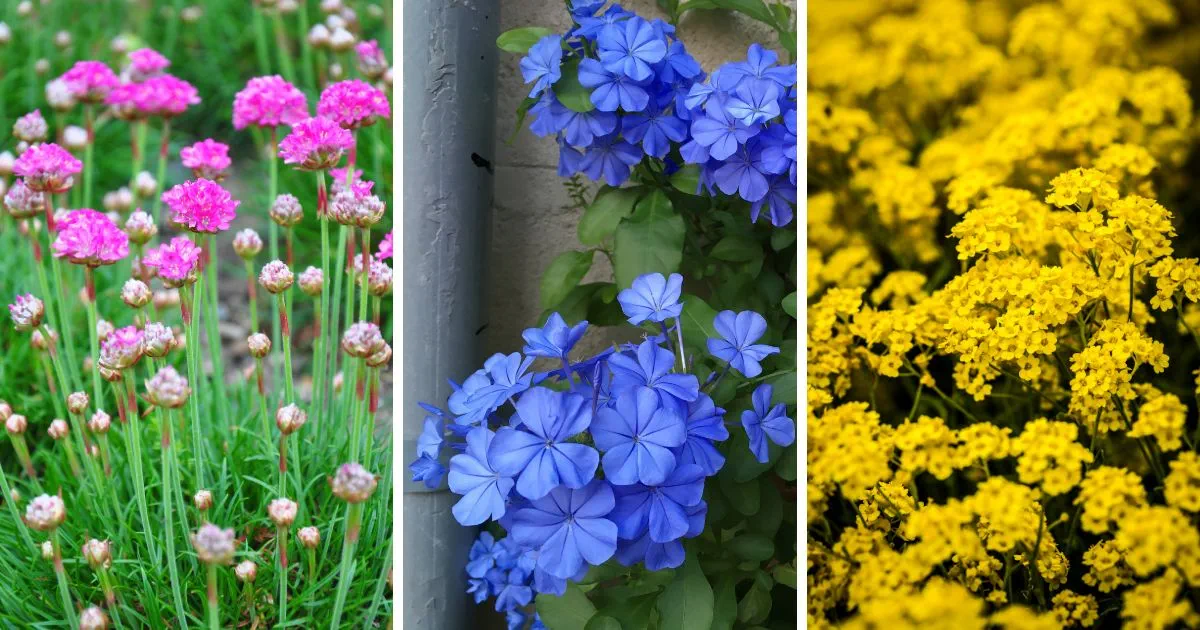 Ground Cover Plants